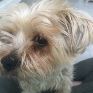 Meet your Posher, Liza